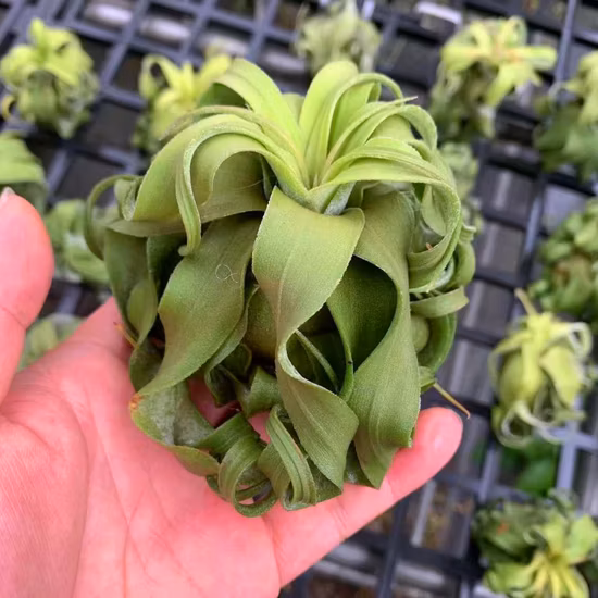 Tillandsia, o avião rainha